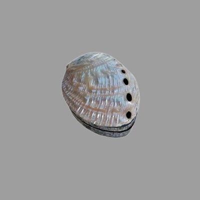 Ringbox Scatola in conchiglia di abalone