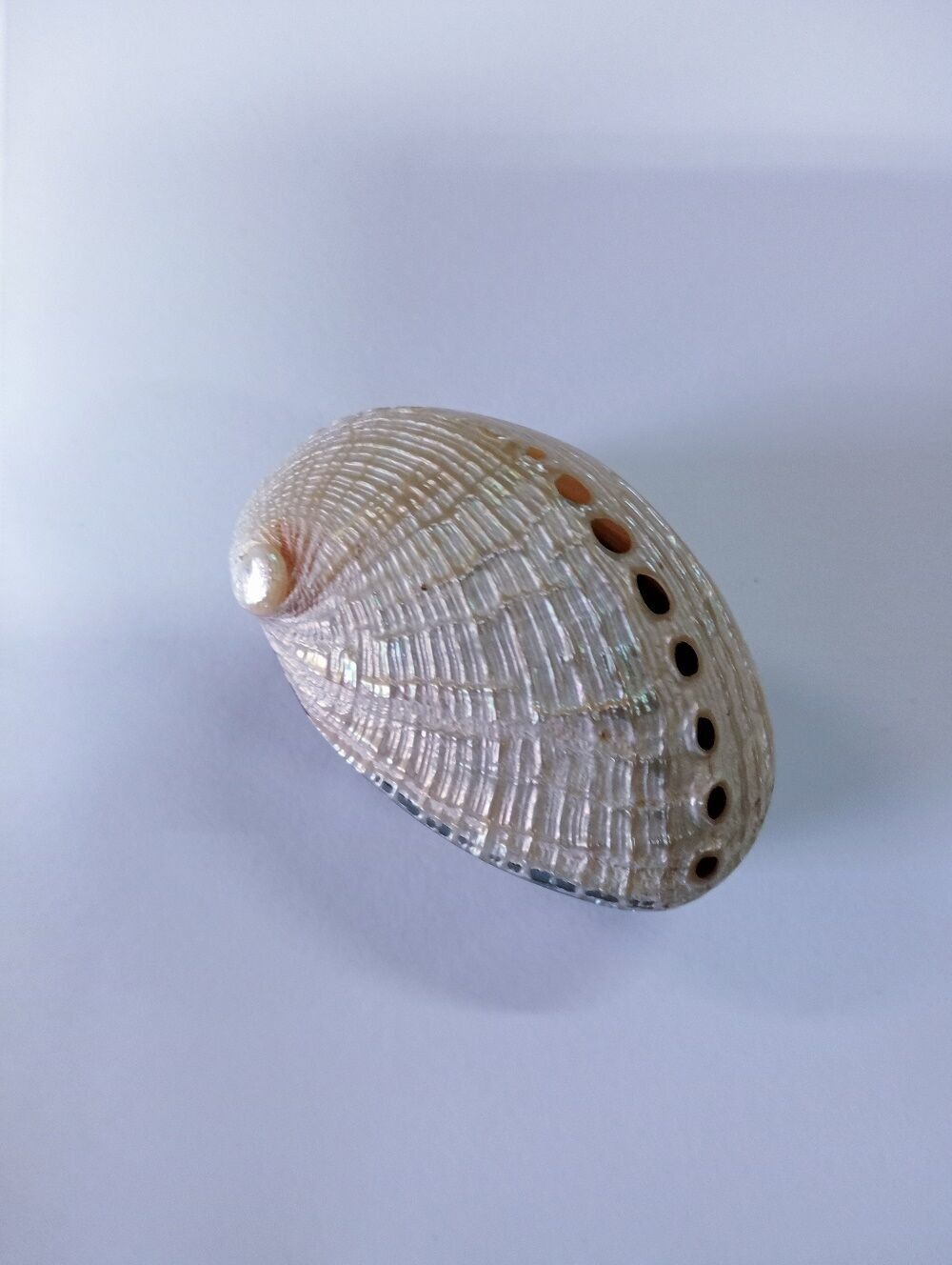 Ringbox pill box teeth box  Abalone shell box