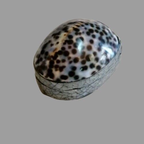 scatola di conchiglie V