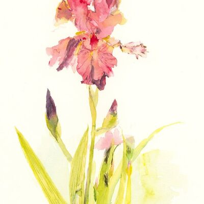 IRIS GERMANICA A6 BRIEFKAART