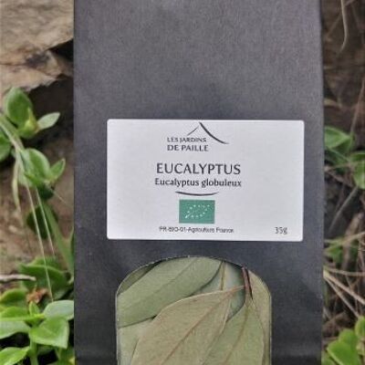 Kugelförmiger Eukalyptus