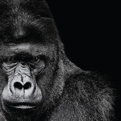 Gorilla Leinwanddruck 40 X 50