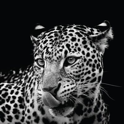 Stampa su tela leopardata 40 X 50