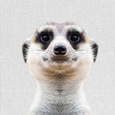 Meerkat Canvas Print 30 X 40