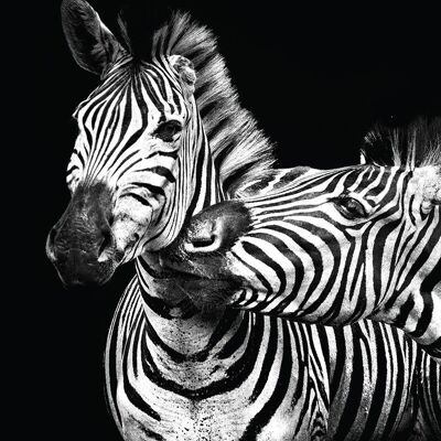 Leinwanddruck Zebras 40 x 50