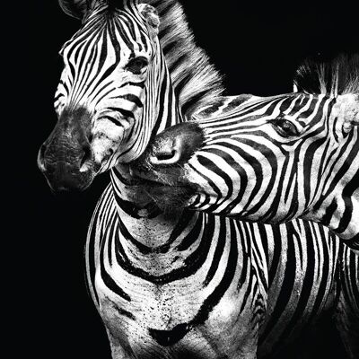 Canvas print zebras 40 X 50