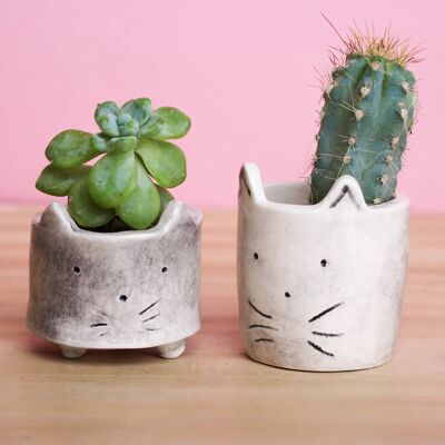 Small Cats Family Planters