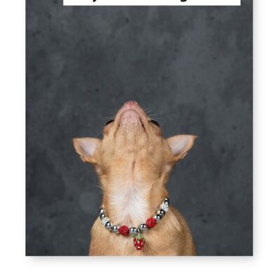 You'll Never Find A Rainbow If You're Looking Down, Chihuahua - A3 Print