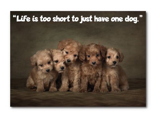 Life is Too Short To Just Have One Dog - A4 Print