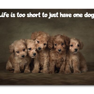 La vie est trop courte pour n'avoir qu'un seul chien - Impression A3