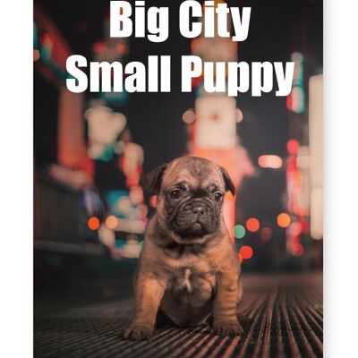 Big City Small Puppy - A3 Print