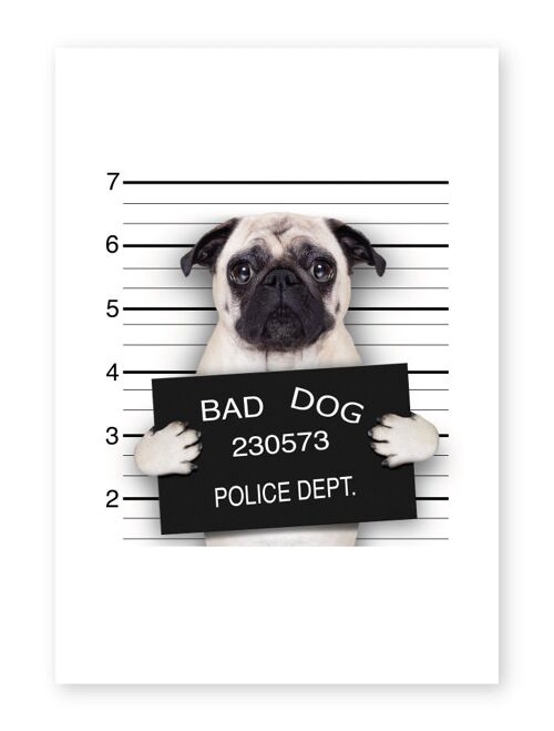 Bad Dog, Pug Mugshot - A3 Print