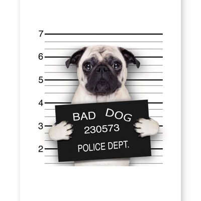 Bad Dog, Pug Mugshot - A3 Print