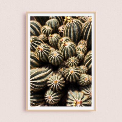 Poster/Fotografia - Cactus 30x40cm