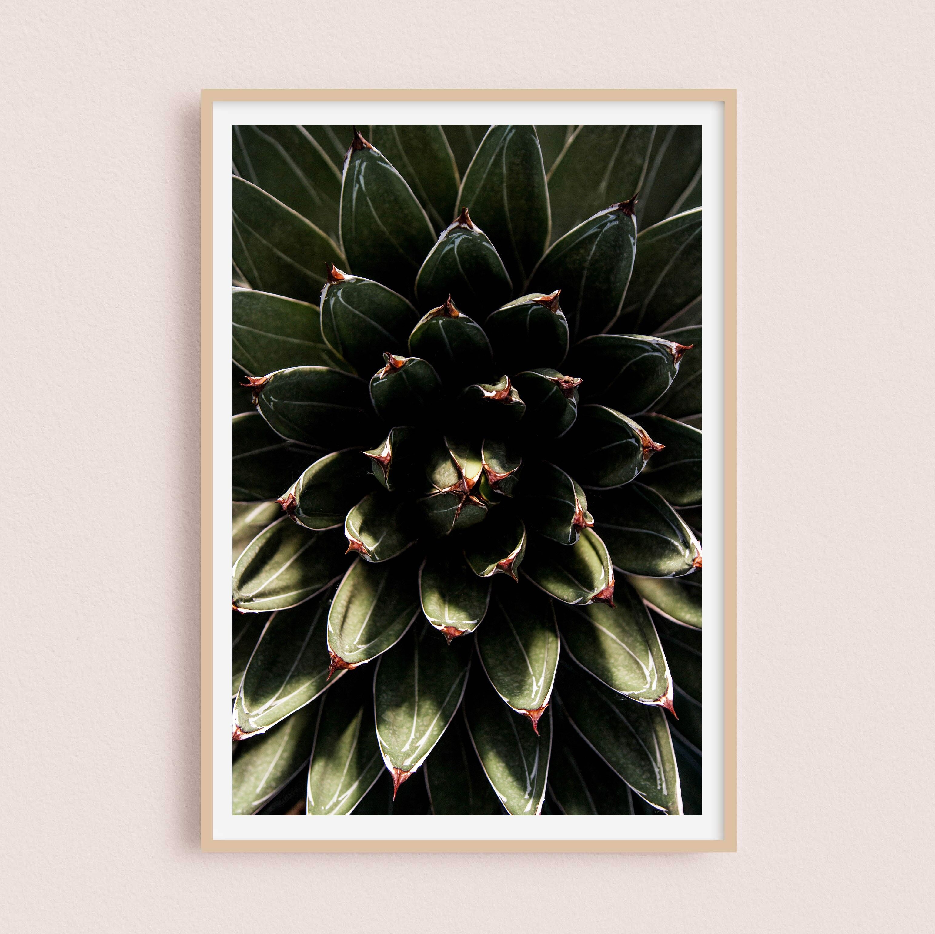 Poster/Fotografia - Succulente 30x40cm