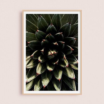 Affiche / Photographie - Succulente 30x40cm