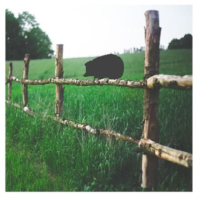 Hedgehog Fence Topper