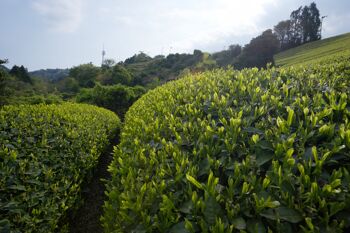 Thé vert de Chine - Yunnan 3