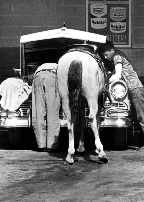 Two men and horse looking into car blank greetings card