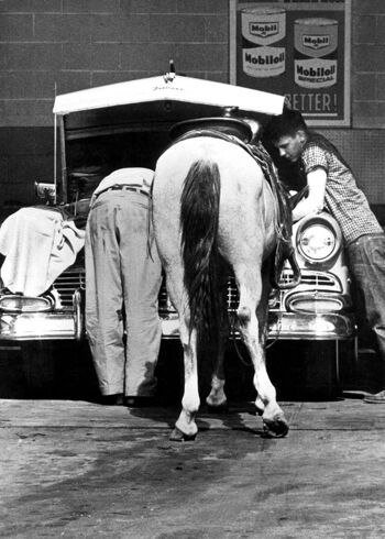 Deux hommes et cheval regardant dans la carte de voeux vierge de voiture