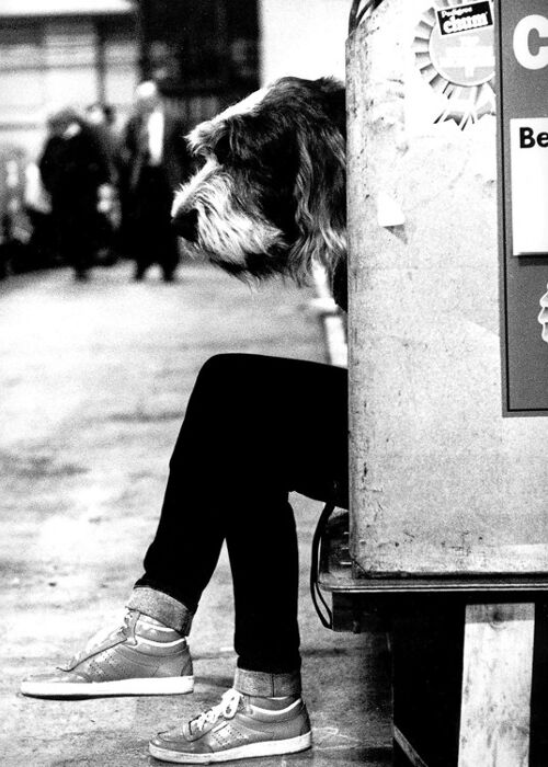 Dog's head and man's legs blank greetings card