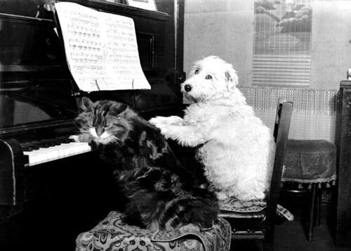 Cat and dog playing piano blank greetings card