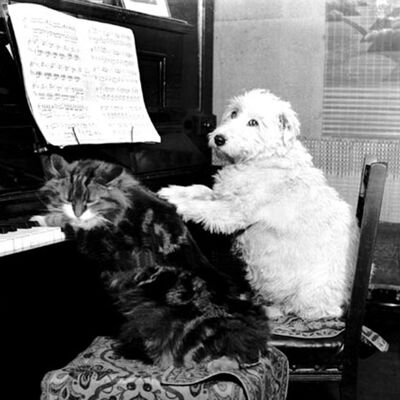 Gatto e cane che suonano il biglietto di auguri in bianco del pianoforte