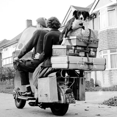 Cane sul retro della cartolina d'auguri in bianco della moto