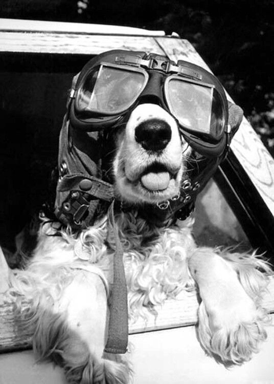 Perro con gafas tarjeta de saludos en blanco