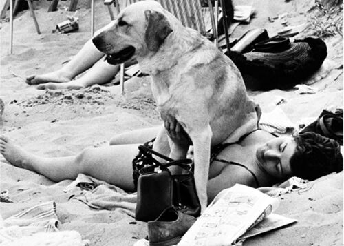 Labrador sitting on woman blank greetings card