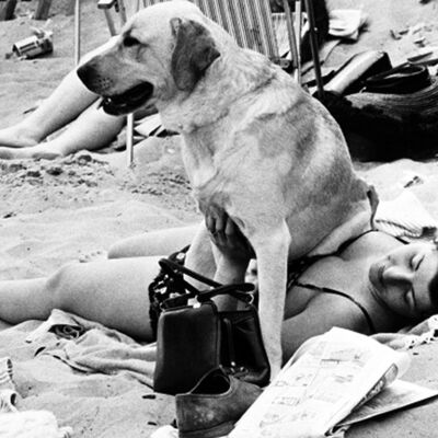 Labrador che si siede sulla cartolina d'auguri in bianco della donna