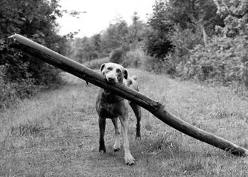 Chien avec carte de voeux vierge gros bâton