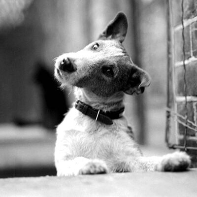 Jock the Fox Terrier, 1945 blank greetings card