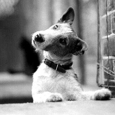 Jock the Fox Terrier, 1945 leere Grußkarte