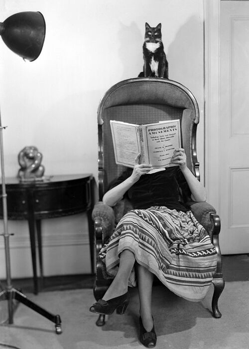 Woman reading with cat on back of chair blank greetings card