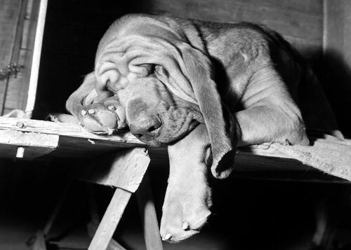Sleeping bloodhound blank greetings card