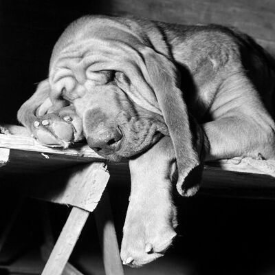 Sleeping bloodhound blank greetings card