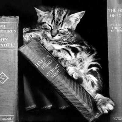 Gattino che dorme nella cartolina d'auguri in bianco dei libri