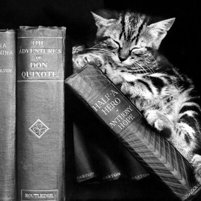 Chaton dormant dans une carte de voeux vierge de livres