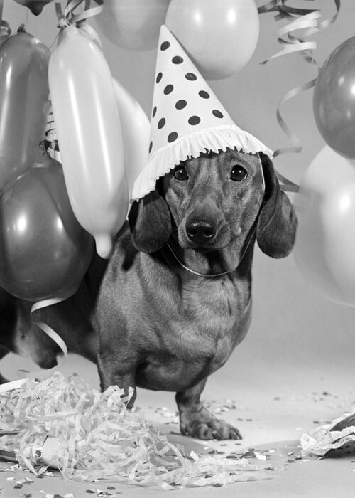 Dog with party hat blank greetings card