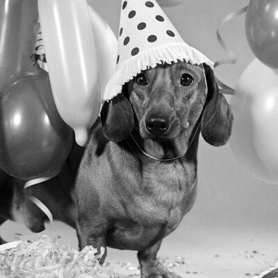 Cane con la cartolina d'auguri in bianco del cappello del partito