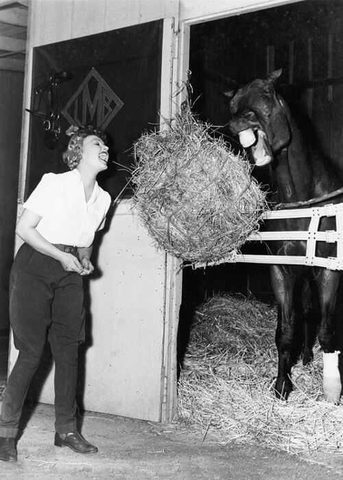 Sharing a bale of hay blank greetings card