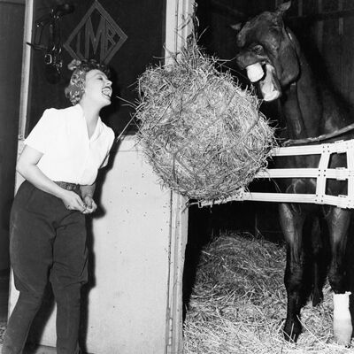 Sharing a bale of hay blank greetings card