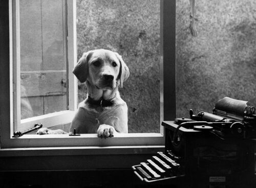 Labrador and typewriter blank greetings card