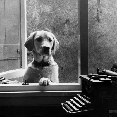 Labrador and typewriter blank greetings card