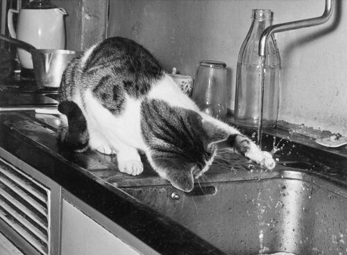 Cat mesmerised by water blank greetings card