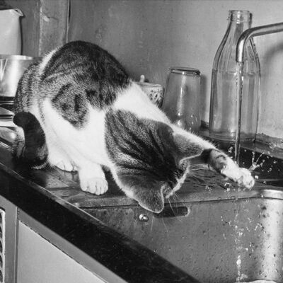Katze fasziniert von Wasser leere Grußkarte