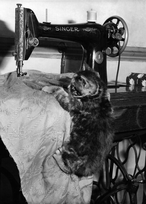 Kitten sewing blank greetings card