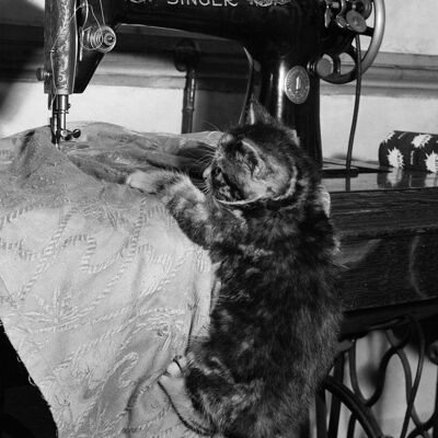 Kitten sewing blank greetings card