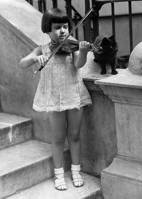 Violin and cat blank greetings card